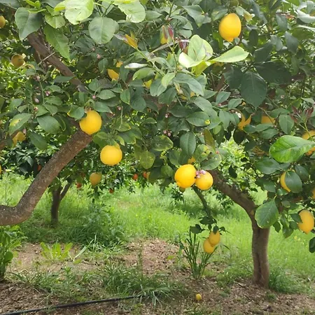 Garden Apartment, Cortijo Fruitful Hills Apartamento *